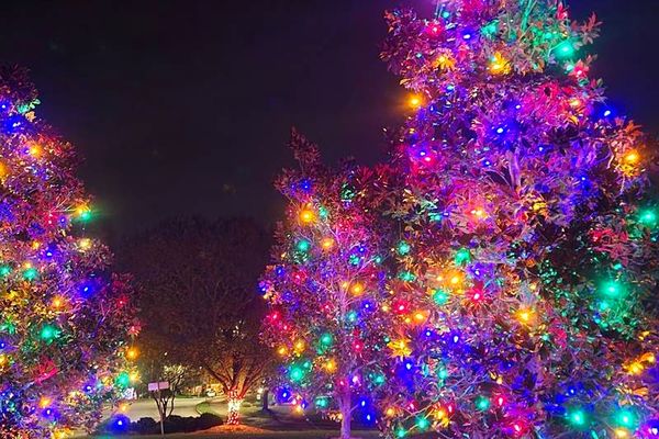 Two tall evergreen trees wrapped in multicolor Christmas lights