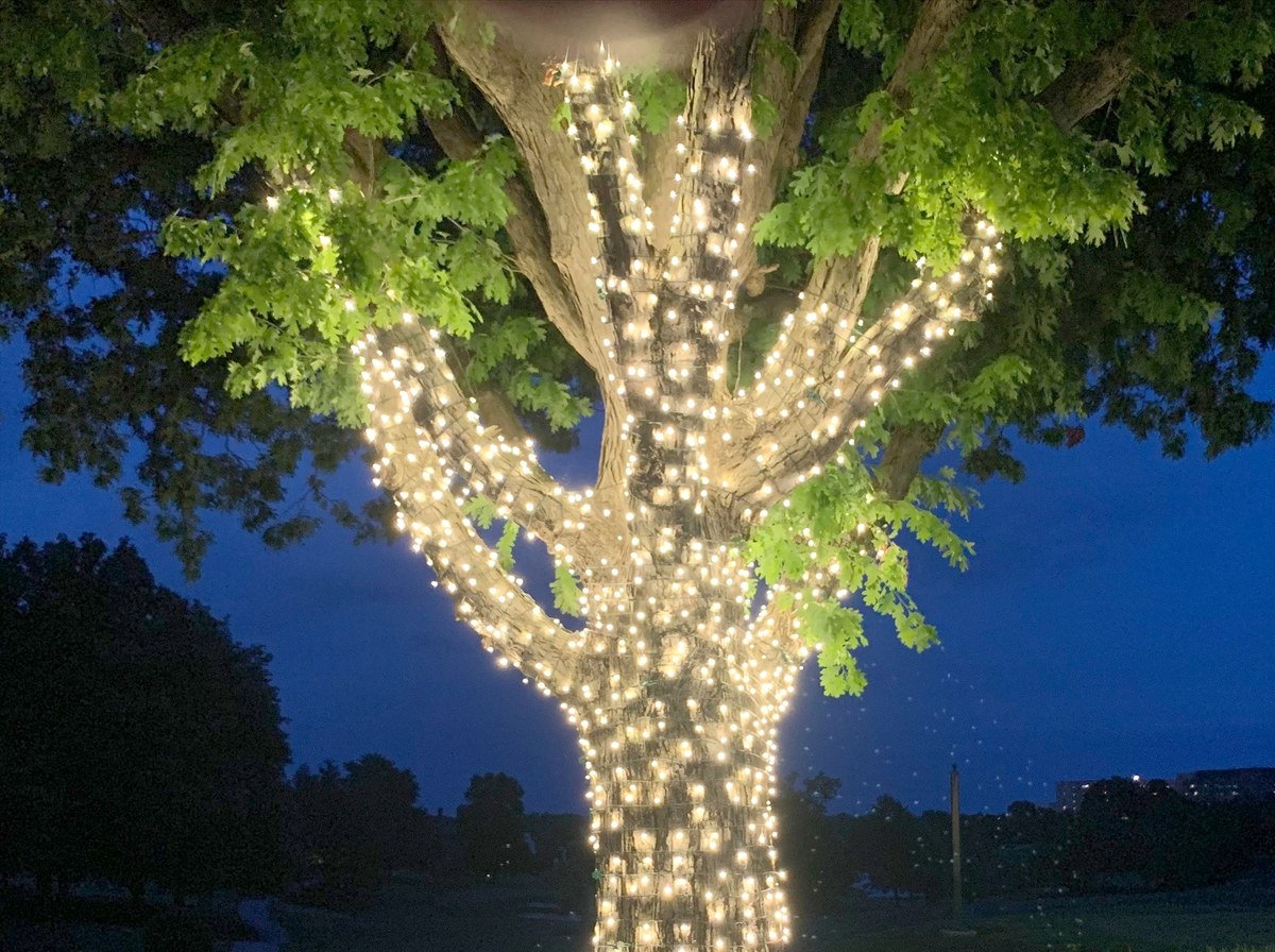 Large tree trunk and limbs wrapped in warm white Christmas lights at night